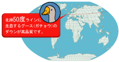 北緯50度ラインに生息するグース（がちょう）のダウンが高品質です