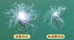 十分に成熟したダウンを使用