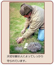 大切な巣は人によってしっかりと守られています