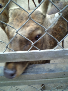 鹿！！鹿！！鹿！！