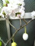 春ですね