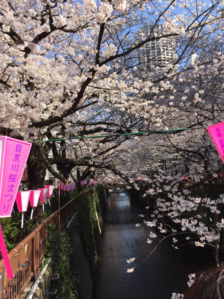 桜と目黒の家具屋通り