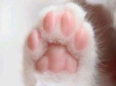 動物の引っかきキズ