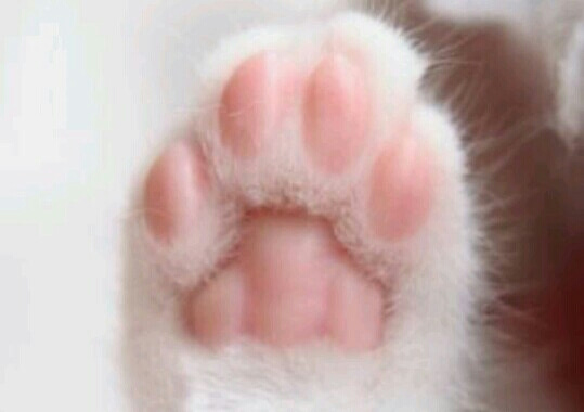 動物の引っかきキズ