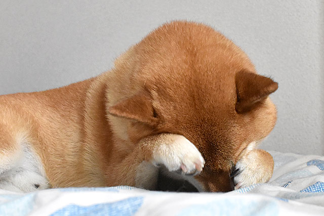 電動ベッドのある生活
