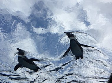 空飛ぶペンギン