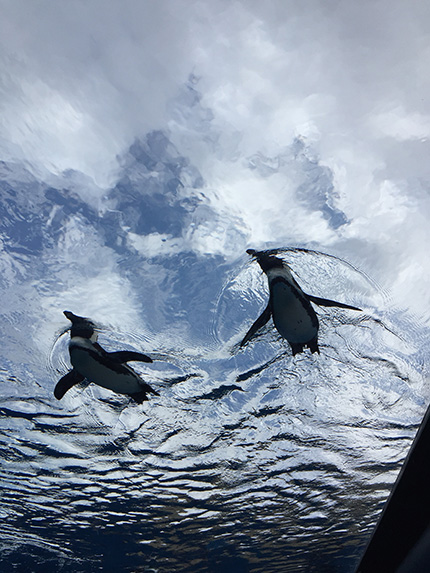 空飛ぶペンギン
