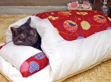 じめじめした季節こそ寝具の買い替えを！