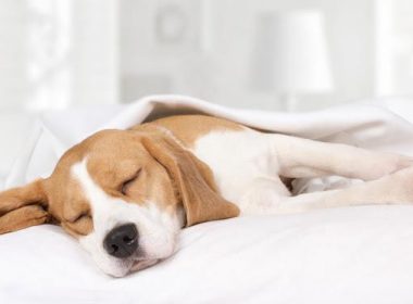 質の良い睡眠には品質の良い布団を！西川のセールが狙い目