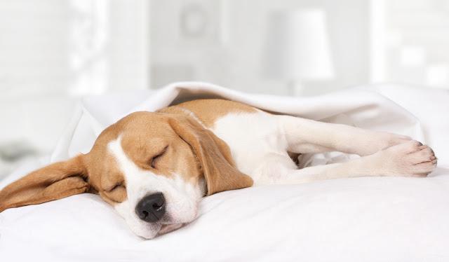 質の良い睡眠には品質の良い布団を!西川のセールが狙い目